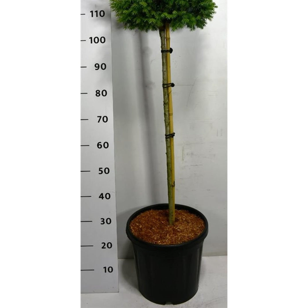 Serbgran – Picea omorika 'Nana' - C18 80 cm. Stam